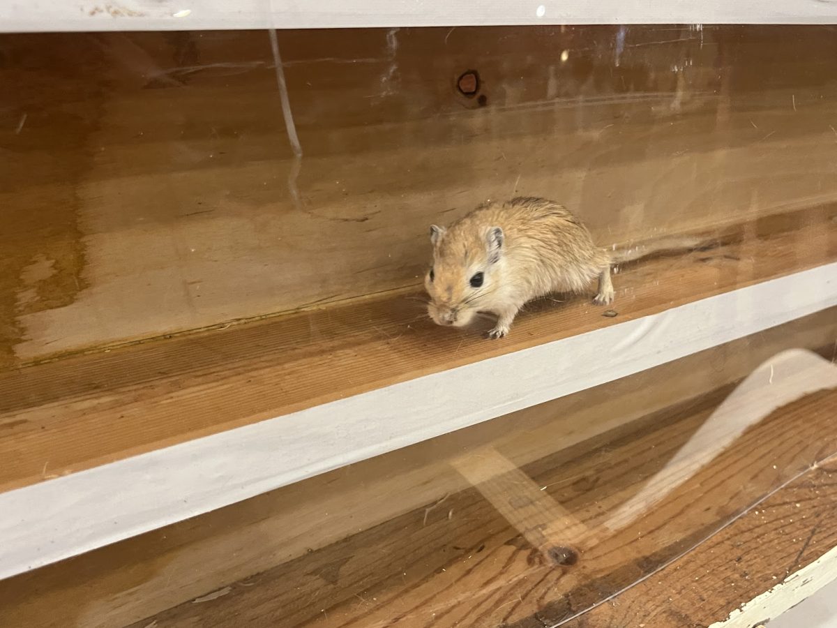 A Mouse Running Along A Race Track During the Faculty Mouse Race